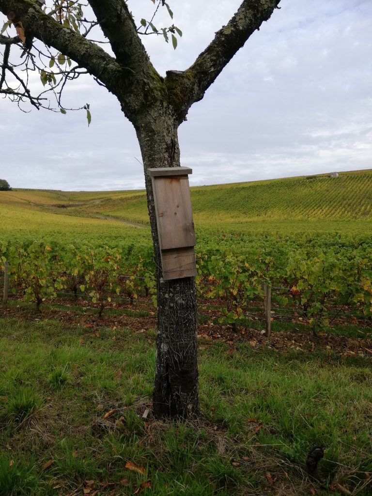 cabane à chauve souris